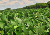 FLASH DE APERTURA DEL DÍA EN LOS MERCADOS FLASH DE APERTURA DEL DÍA EN LOS MERCADOS