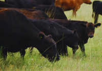 “Cultivos de cobertura para la nueva ganadería en zona agrícola”