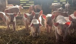 EN CÓRDOBA, 30 GRANJAS CON CERDOS TRABAJAN PARA MEDIR Y MEJORAR EL BIENESTAR ANIMAL.