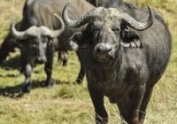 Producción bubalina. Córdoba podría incrementar el stock ganadero un 30% con la incorporación de búfalos