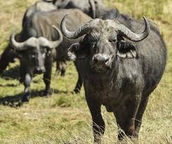 Producción bubalina. Córdoba podría incrementar el stock ganadero un 30% con la incorporación de búfalos