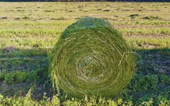 Más allá del clima: Tecnología y estrategias para madurar el mercado de la alfalfa en Argentina