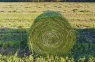 Más allá del clima: Tecnología y estrategias para madurar el mercado de la alfalfa en Argentina
