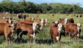 Alianza Ganadera y Académica: La Católica de Córdoba recibe a los mejores toros Hereford.