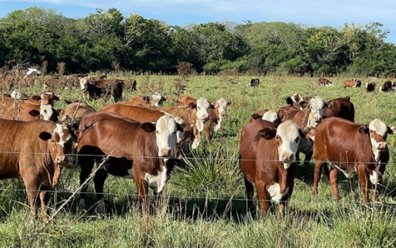 Alianza Ganadera y Académica: La Católica de Córdoba recibe a los mejores toros Hereford.