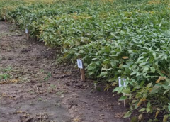 Cuatro años de cultivos de cobertura ¿mejoran las condiciones del suelo bajo monocultivo de soja?