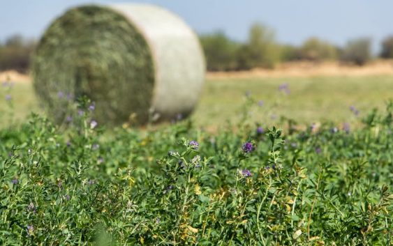 Tres nuevas variedades de alfalfa