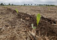 Se viene el niño: escenario agrometeorológico 2026/2027 | Natalia Gattinoni (INTA CIRN) Se viene el niño: escenario agrometeorológico 2026/2027 | Natalia Gattinoni (INTA CIRN)