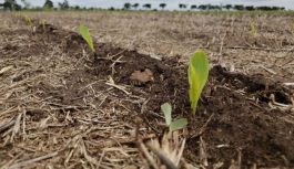 Se viene el niño: escenario agrometeorológico 2026/2027 | Natalia Gattinoni (INTA CIRN)