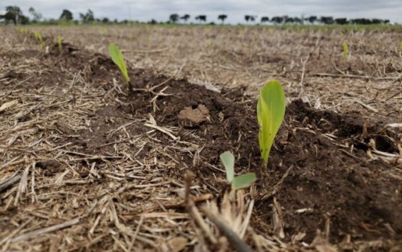 Se viene el niño: escenario agrometeorológico 2026/2027 | Natalia Gattinoni (INTA CIRN)