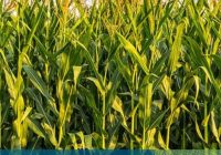 Red de evaluación de híbridos de maíz en fecha de siembra temprana – INTA Marcos Juárez. Campaña 2024 – 2025 Red de evaluación de híbridos de maíz en fecha de siembra temprana – INTA Marcos Juárez. Campaña 2024 – 2025