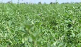 Alfalfa, clave en la estrategia de la ganadería formoseña