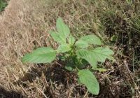 La Importancia del monitoreo del Yuyo colorado (Amaranthus hybridus) La Importancia del monitoreo del Yuyo colorado (Amaranthus hybridus)
