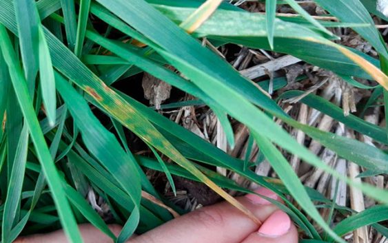 Enfermedades en trigo. Alertan sobre recurrencia de Mancha amarilla: claves para su manejo