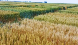 Evaluación de cultivares de trigo para producción de forraje en INTA EEA Marcos Juárez durante la campaña 2025.