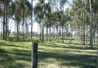 CIENCIA CON AROMA A EUCALIPTUS CIENCIA CON AROMA A EUCALIPTUS