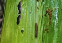 Daños de cogollero en maíces Bt: pérdida de eficacia que exige reforzar el manejo Daños de cogollero en maíces Bt: pérdida de eficacia que exige reforzar el manejo