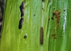 Daños de cogollero en maíces Bt: pérdida de eficacia que exige reforzar el manejo