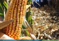 Evaluaci贸n de Roya com煤n en la Red de Ensayos de Ma铆z de INTA Marcos Ju谩rez en siembras tempranas y tard铆as durante tres campa帽as Evaluaci贸n de Roya com煤n en la Red de Ensayos de Ma铆z de INTA Marcos Ju谩rez en siembras tempranas y tard铆as durante tres campa帽as