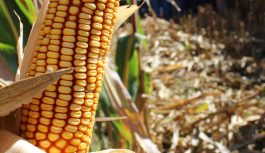 Evaluación de Roya común en la Red de Ensayos de Maíz de INTA Marcos Juárez en siembras tempranas y tardías durante tres campañas Evaluación de Roya común en la Red de Ensayos de Maíz de INTA Marcos Juárez en siembras tempranas y tardías durante tres campañas