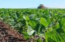 Los mercados agrícolas siguen atentos a la incertidumbre internacional y las perspectivas de cosecha