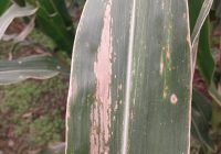 Evaluación sanitaria en la Red de ensayos de híbridos de maíz de la EEA INTA Marcos Juárez y sus Agencias de Extensión Rural. Campaña 2024-25. Evaluación sanitaria en la Red de ensayos de híbridos de maíz de la EEA INTA Marcos Juárez y sus Agencias de Extensión Rural. Campaña 2024-25.