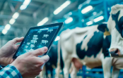Vacas inteligentes: la tecnología de punta que revoluciona la lechería frente al cambio climático