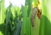 Claves para un control exitoso de spodoptera frugiperda y Dalbulus en maíz.