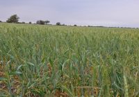 Conversatorio – Trigo en Santa Fe