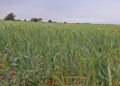 Conversatorio – Trigo en Santa Fe