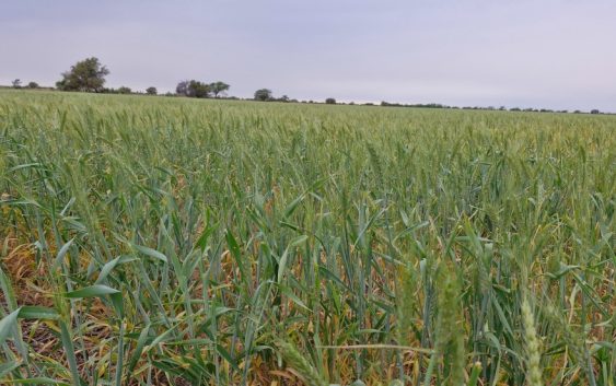 Conversatorio – Trigo en Santa Fe