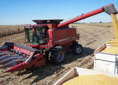 En la región núcleo, el maíz promedia 100 qq/ha, pero con marcados contrastes entre zonas