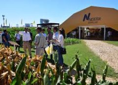 NK fortalece su presencia en Expoagro con un porfolio de alto rendimiento y más servicios para el productor