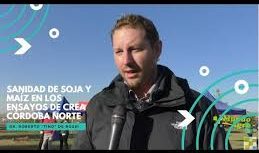 SITUACIÓN SANITARIA COMPLEJA para los cultivos de SOJA y MAÍZ, en el centro-norte cordobés