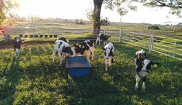 Criando las futuras vacas del tambo