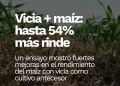 Una dupla para triunfar: con la vicia como antecesora, el maíz rinde hasta 54% más