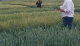 Evaluación de cultivares de trigo pan en la EEA INTA Marcos Juárez. Actualización Campaña 2025