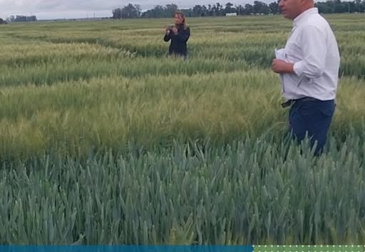 Evaluación de cultivares de trigo pan en la EEA INTA Marcos Juárez. Actualización Campaña 2025