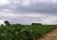 Recorrido de la red de soja