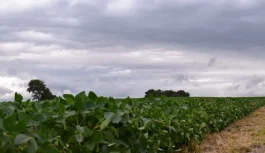 Recorrido de la red de soja