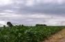 Pronóstico semanal. Descenso de las temperaturas y lluvias escasas en gran parte de Córdoba