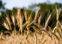 Trigo: jornada de actualización para profesionales – Virtual – 23 de abril de 2026