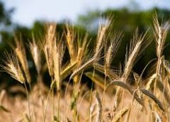 Ensayo demostrativo de cultivares de trigo en el área de Bell Ville (Cba.). Campaña 2025