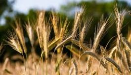 Trigo: jornada de actualización para profesionales – Virtual – 23 de abril de 2026