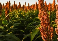 Recorrida técnica en Sorgo Granífero►Aquiles Salinas Director de la EEA INTA Manfredi