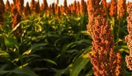 Recorrida técnica en Sorgo Granífero►Aquiles Salinas Director de la EEA INTA Manfredi