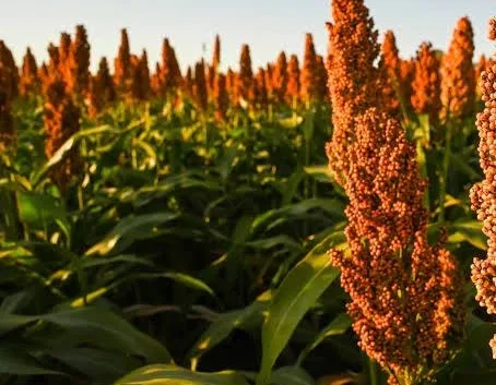 Recorrida técnica en Sorgo Granífero►Aquiles Salinas Director de la EEA INTA Manfredi