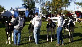 La jura de vacas lecheras en TodoLáctea estará a cargo de un experto mundial