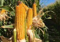 MÁS ALLÁ DEL TRIGO Y EL MAÍZ: EL “MANEJO FINO” EN SEMILLAS, UNA CLAVE PARA LA SIEMBRA