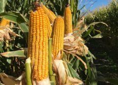 MÁS ALLÁ DEL TRIGO Y EL MAÍZ: EL “MANEJO FINO” EN SEMILLAS, UNA CLAVE PARA LA SIEMBRA